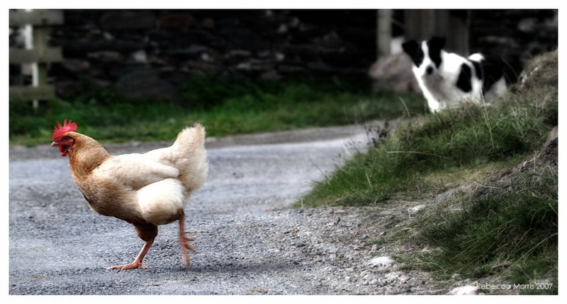 Chicken road online - Descubre el secreto detrás de la famosa mesa de juego Chicken Road en España Chicken road online - Descubre el secreto detrás de la famosa mesa de juego Chicken Road en España